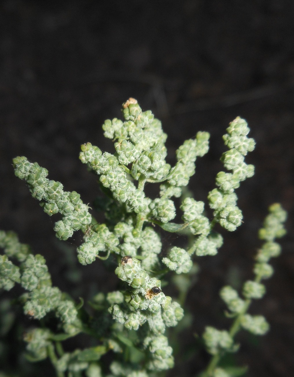 Chenopodium opulifolium Schrad. ex W.D.J. Koch & Ziz